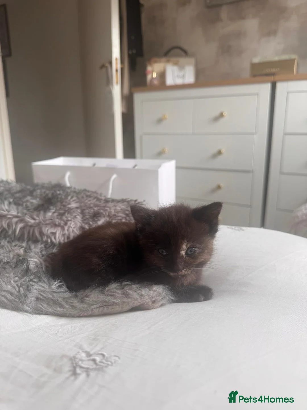 Mixed Breed cats for sale: 2 Beautiful Sister Kittens - Advert 2