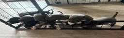 Staffordshire Bull Terrier dogs for sale: 10 stunning staffie pups ❤️ in Burnham-on-Crouch - Advert 4