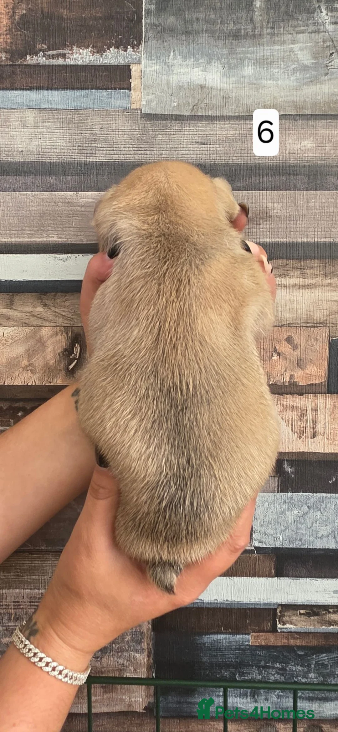 French Bulldog dogs for sale: French bulldog puppies. - Advert 13