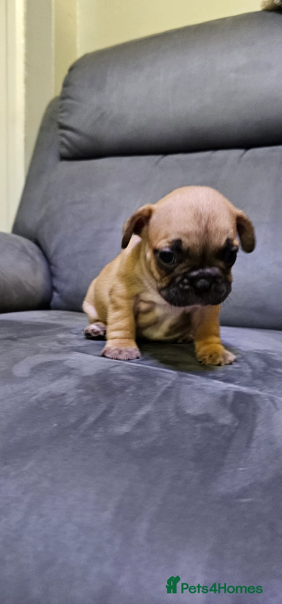 French Bulldog dogs for sale:  7x beautiful Frenchie puppies for sale  - Advert 7