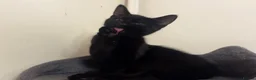 Domestic Shorthair cats for sale: Black Kitten with White Pouch (3 months) - Advert 6