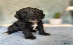 Cockapoo dogs for sale: Cocker Spaniel x Cockapoo Puppies Ready Soon  - Image 12