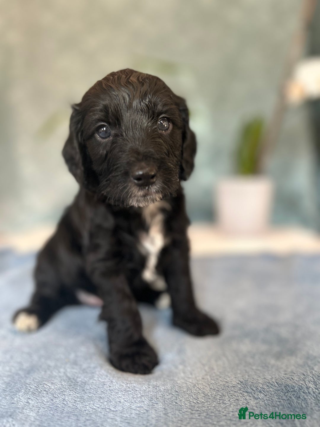 Cockapoo dogs for sale: Cocker Spaniel x Cockapoo Puppies Ready Soon  - Image 12