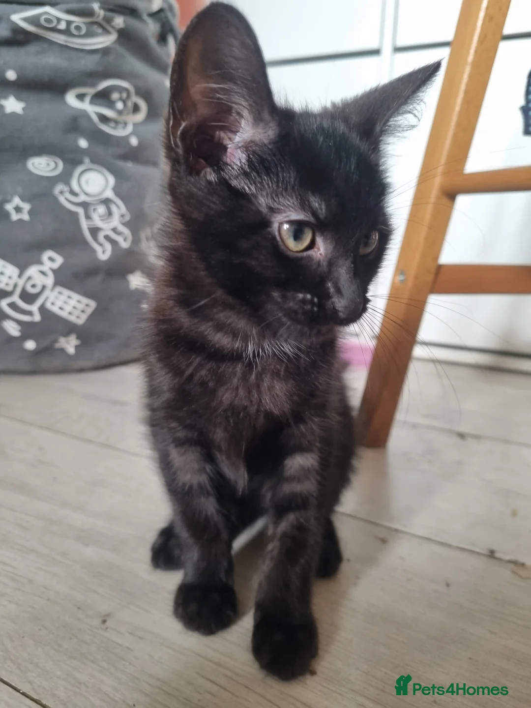 Maine Coon cats for sale: 3 adorable Maine coon girls  - Advert 19