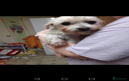 Maltese dogs for sale: Beautiful maltese looking for a retirement home - Image 5