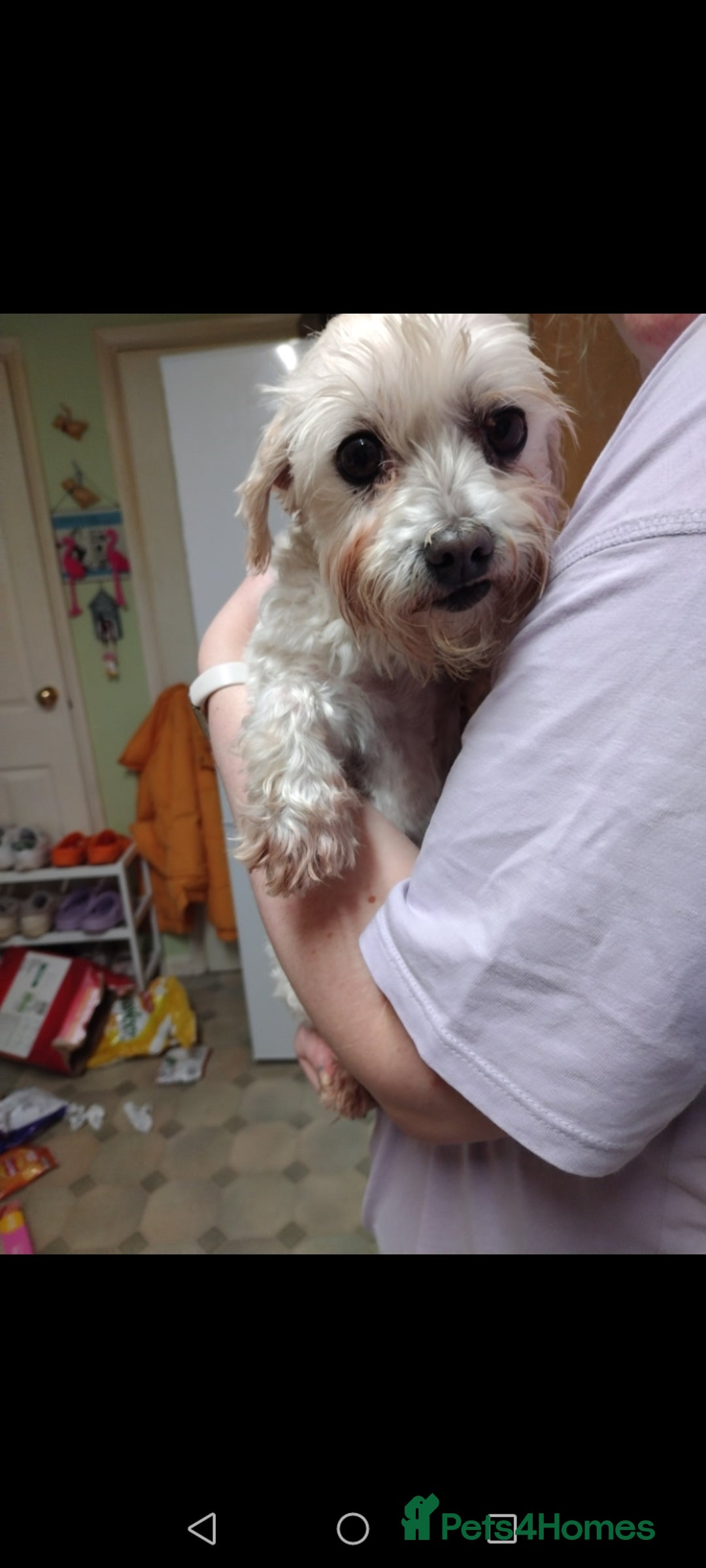 Maltese dogs for sale: Beautiful maltese looking for a retirement home - Image 5