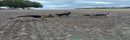 Mixed Breed dogs for sale: German Shepherd cross Rottweiler  - Advert 7