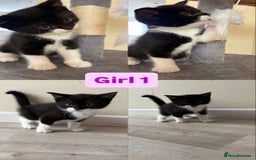 Domestic Shorthair cats for sale: Black and White Fluffy Kittens - Image 8