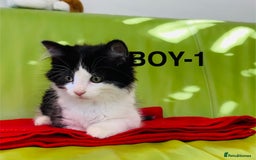 Mixed Breed cats for sale: Beautiful ,clever ,healthy village Kittens - Image 5
