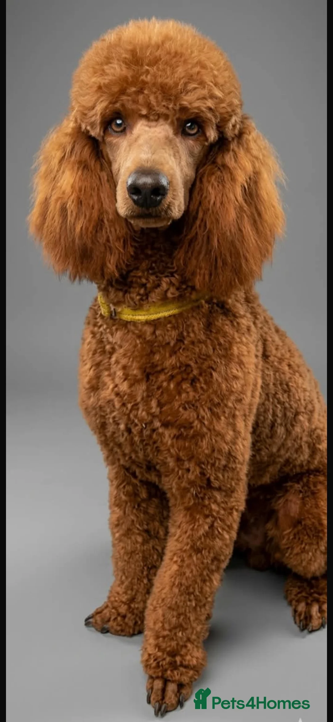 Cockapoo dogs for sale: Beautiful Cockapoo Puppies  in Northallerton - Advert 4