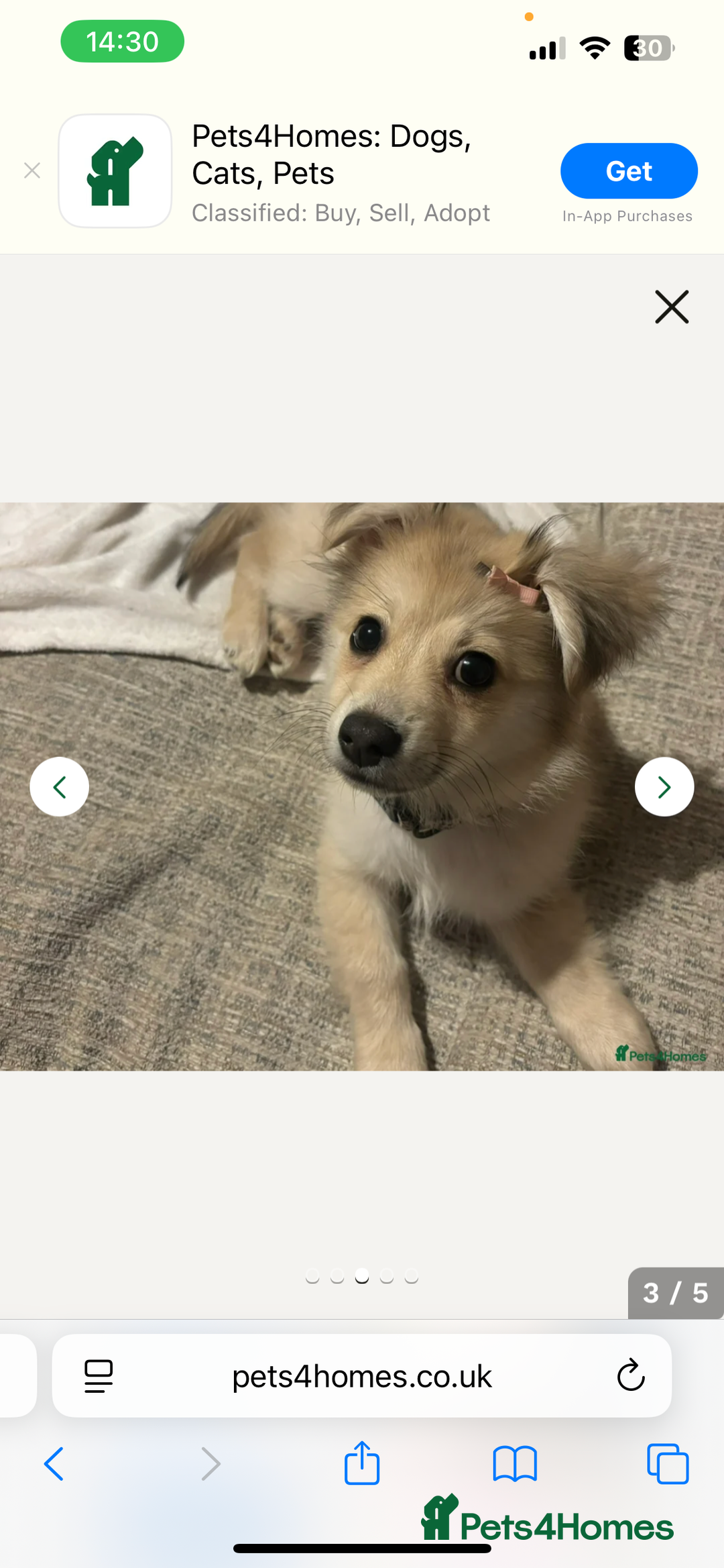 Miniature Dachshund dogs for sale: Dapple mini dachshund & long haired daxi cross - Advert 18