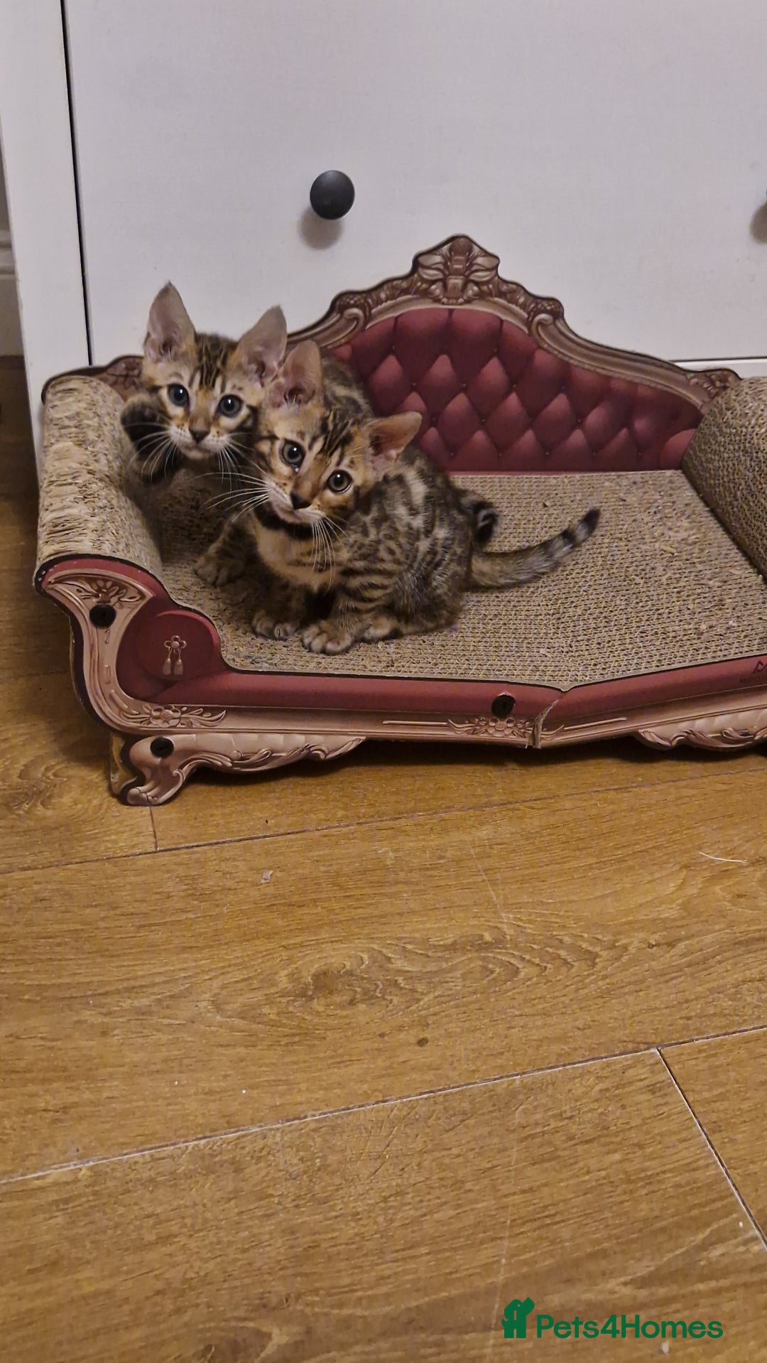 Bengal cats for sale: Beautiful kittens 🥰 - Advert 36
