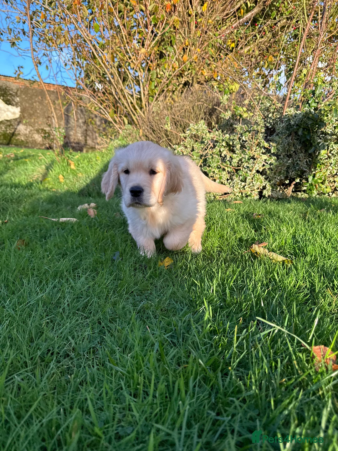 Golden Retriever dogs for sale: KC Registered Golden Retrievers - Image 2