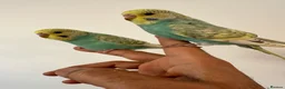 Budgerigars birds for sale: Baby Budgies Tamed/Semi Tamed - Advert 7