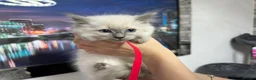 Ragdoll cats for sale: Gorgeous Ragdoll kittens - Advert 12
