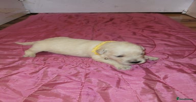 Golden Retriever dogs - Advert 12
