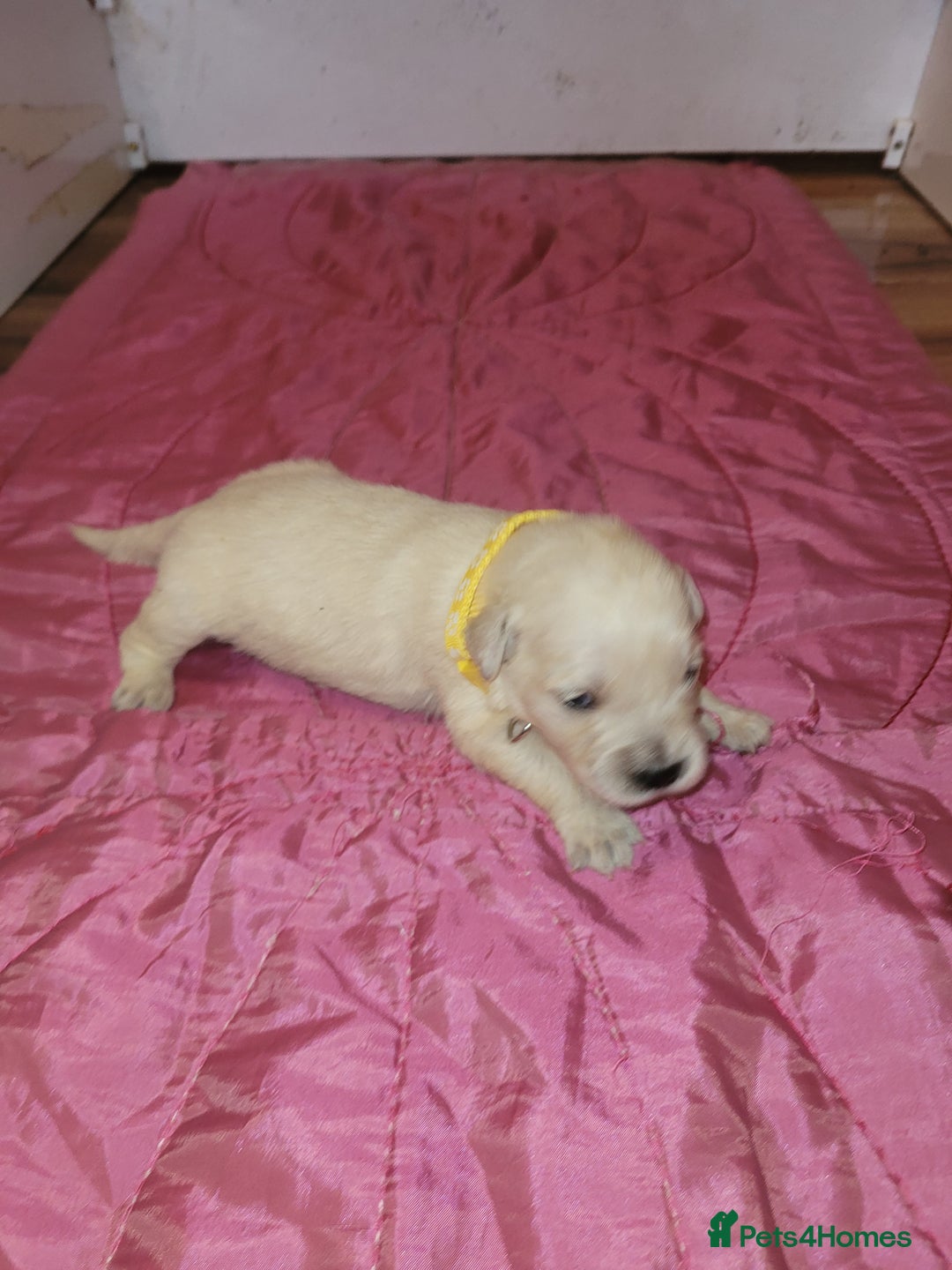 Golden Retriever dogs for sale: Golden Retriever - Advert 3