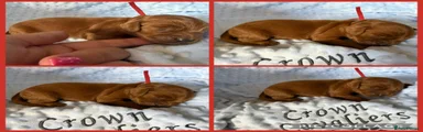 Red collar male
