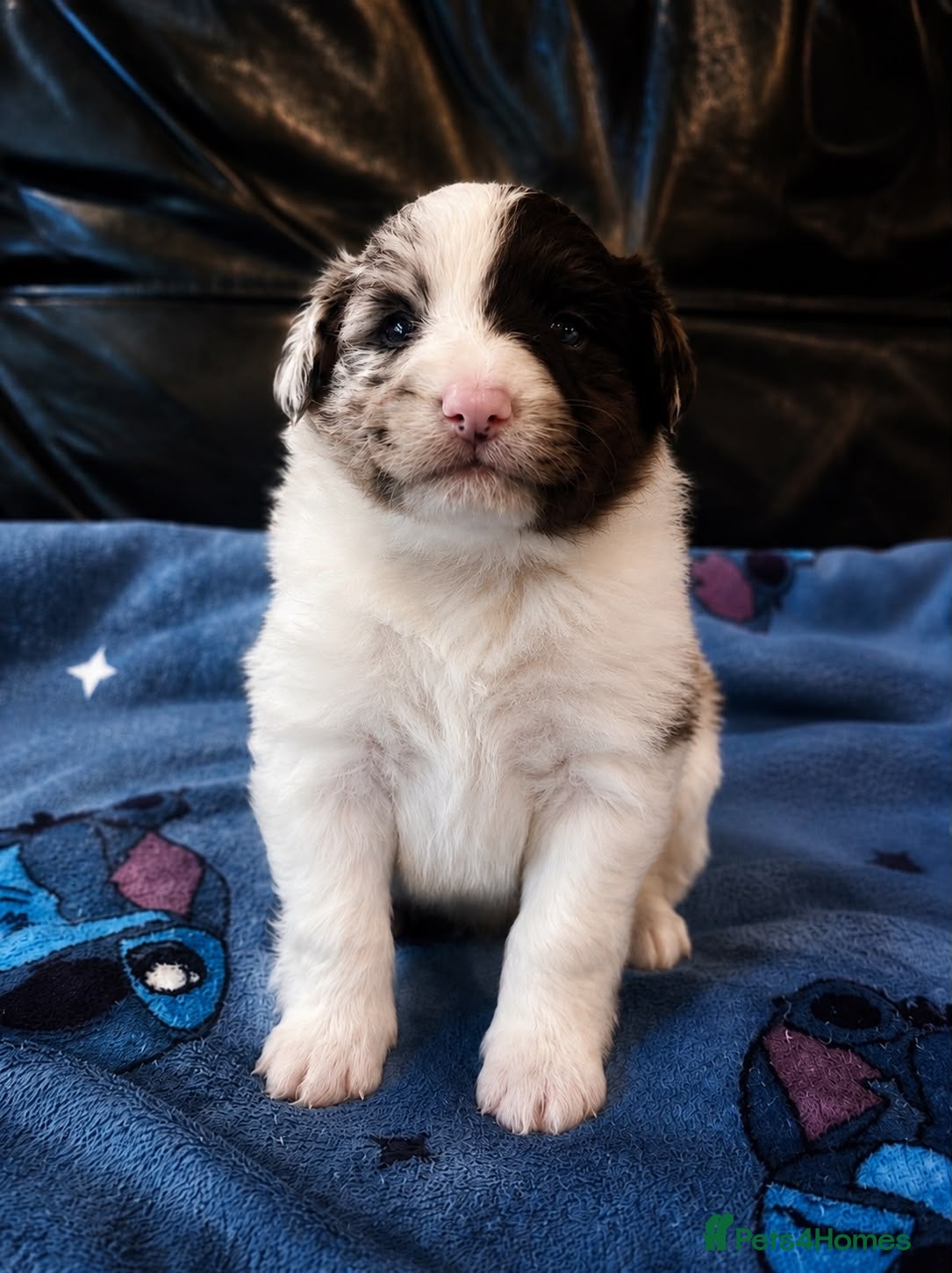 Shetland Sheepdog dogs 2 Rare-Coloured Sheltie Boys Looking for Homes - Advert 4
