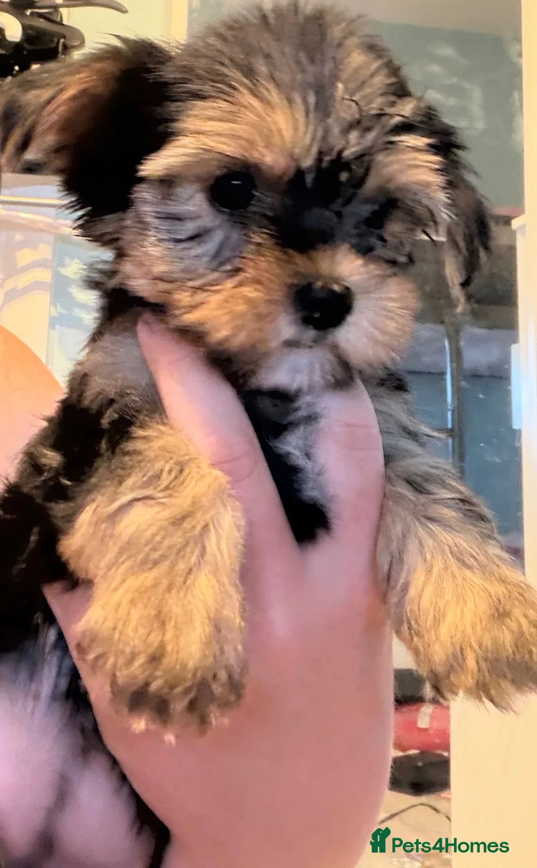 Yorkshire Terrier dogs for sale:  Yorkshire Terrier Puppies  - Advert 2