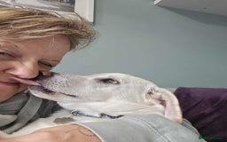 Mixed Breed dogs for adoption: MINNIE MOUSE - Image 6