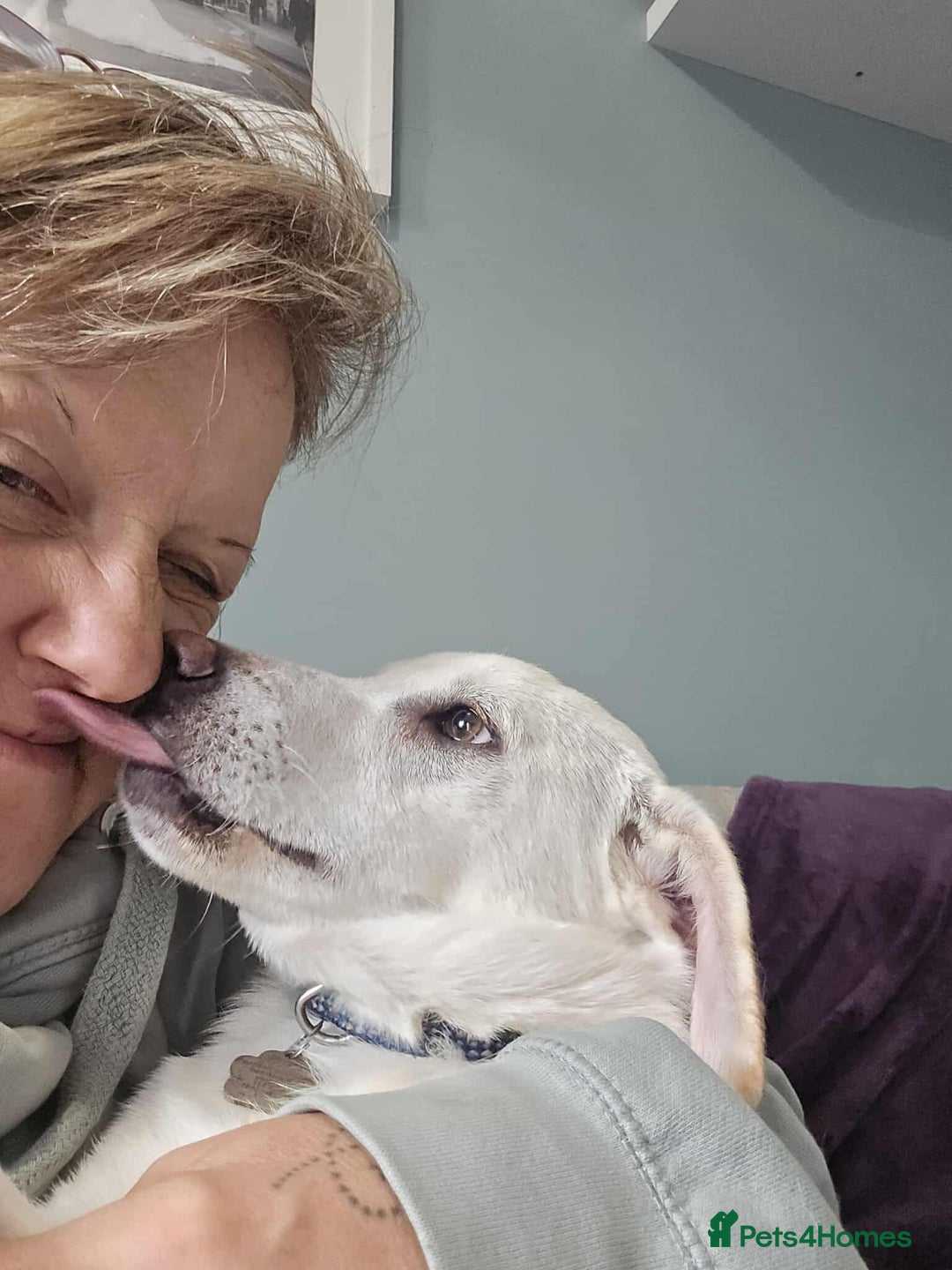 Mixed Breed dogs for adoption: MINNIE MOUSE - Image 6