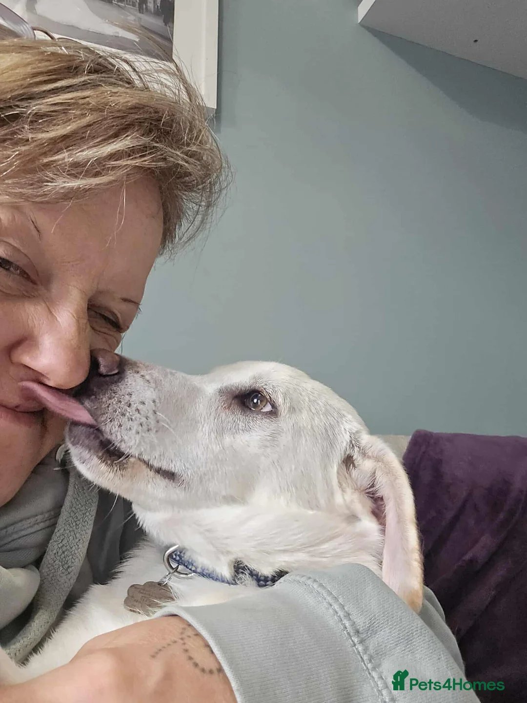 Mixed Breed dogs for adoption: MINNIE - Advert 8