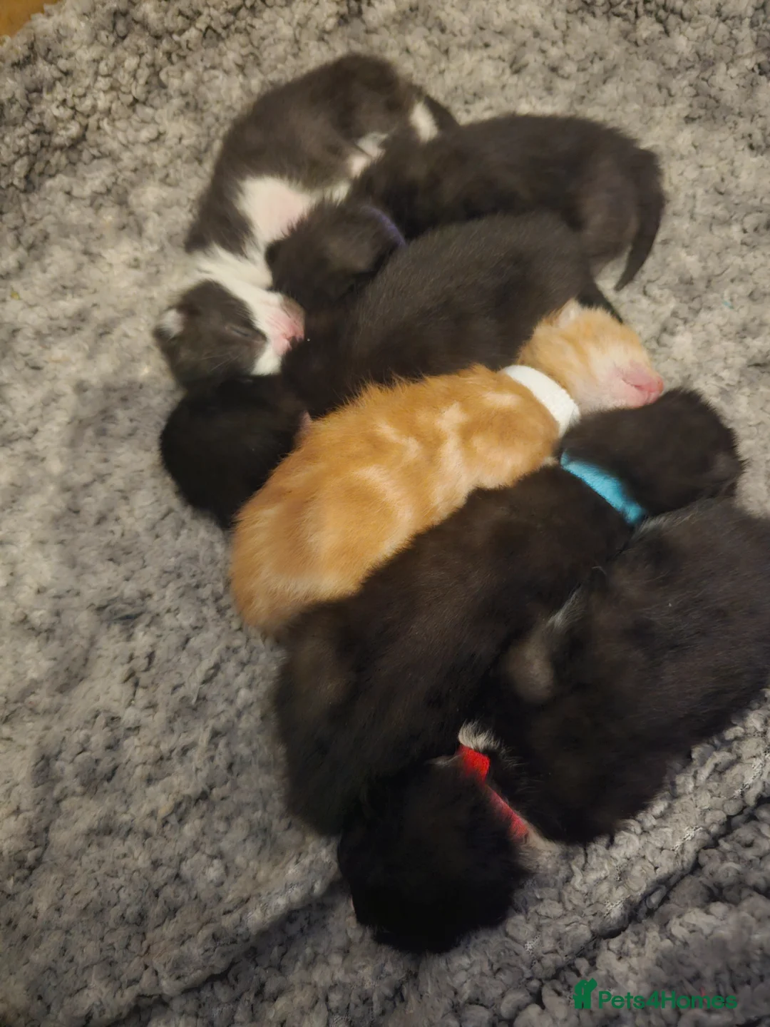 Mixed Breed cats for sale: Mixed calico kittens  - Advert 2