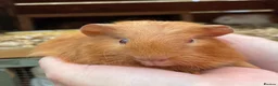 Guinea Pig rodents for sale: Baby Girl/Sows Guinea Pigs - Advert 5