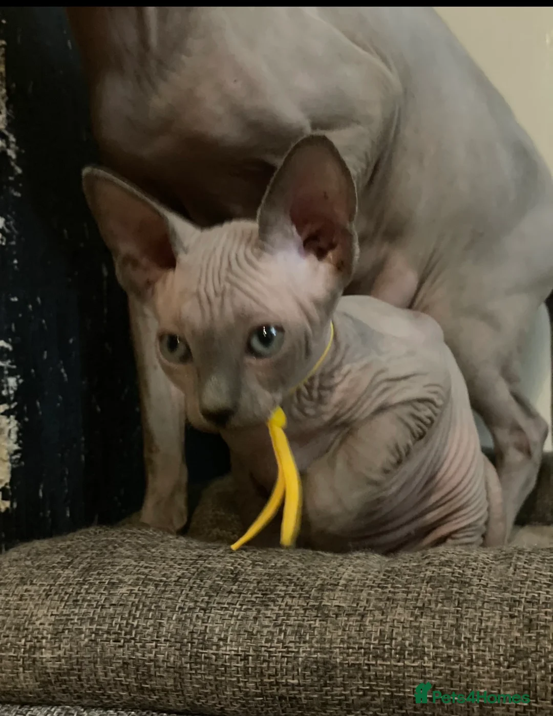 Sphynx cats for sale: Amazing Sphynx & Elf Kittens  - Advert 13