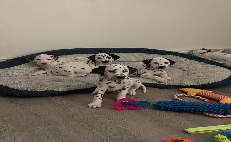 Dalmatian dogs - Advert 1