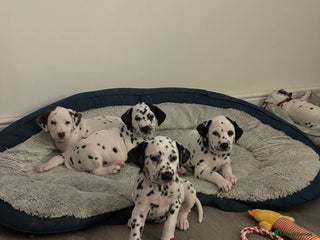 Dalmatian dogs - Advert 1