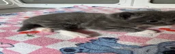 Mixed Breed cats for sale: Beautiful half Maine coon ginger and grey kittens  - Advert 21