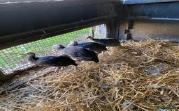 Guinea Fowl poultry for sale: Guinea fowl  - Image 4