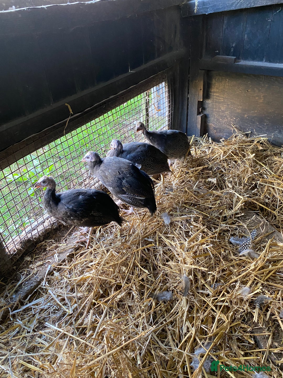 Guinea Fowl poultry for sale: Guinea fowl  - Image 4