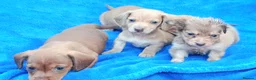 Miniature Dachshund dogs for sale: STUNNING CREAM LITTER KC REG PRA CLEAR - Advert 2
