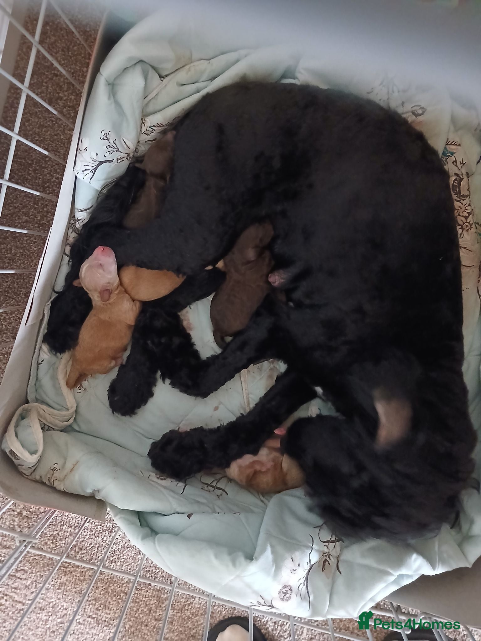 Sproodle dogs Beautiful F1B Sproodles!  - Advert 3
