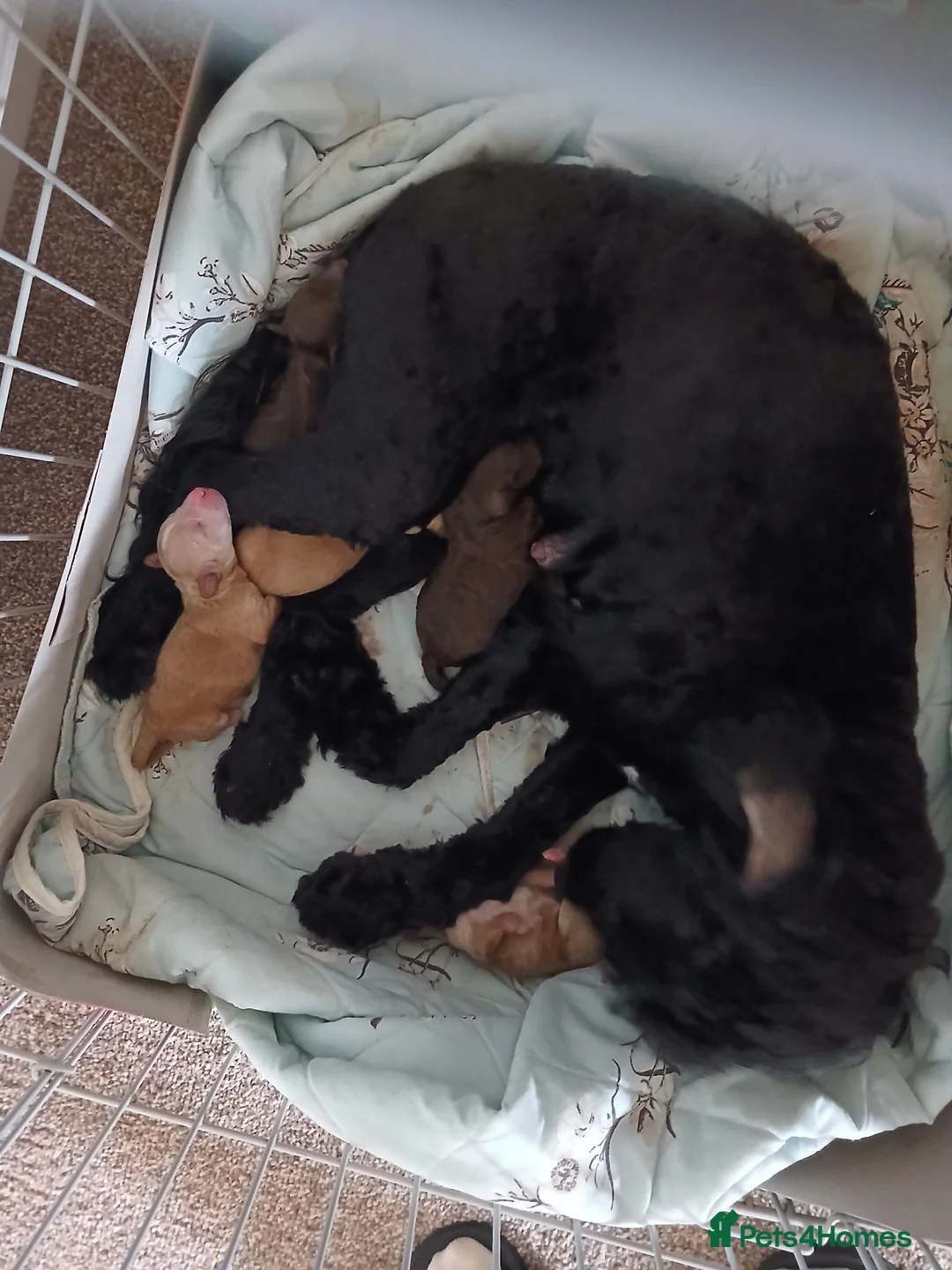 Sproodle dogs for sale: Beautiful F1B Sproodles!  in Doncaster - Advert 1