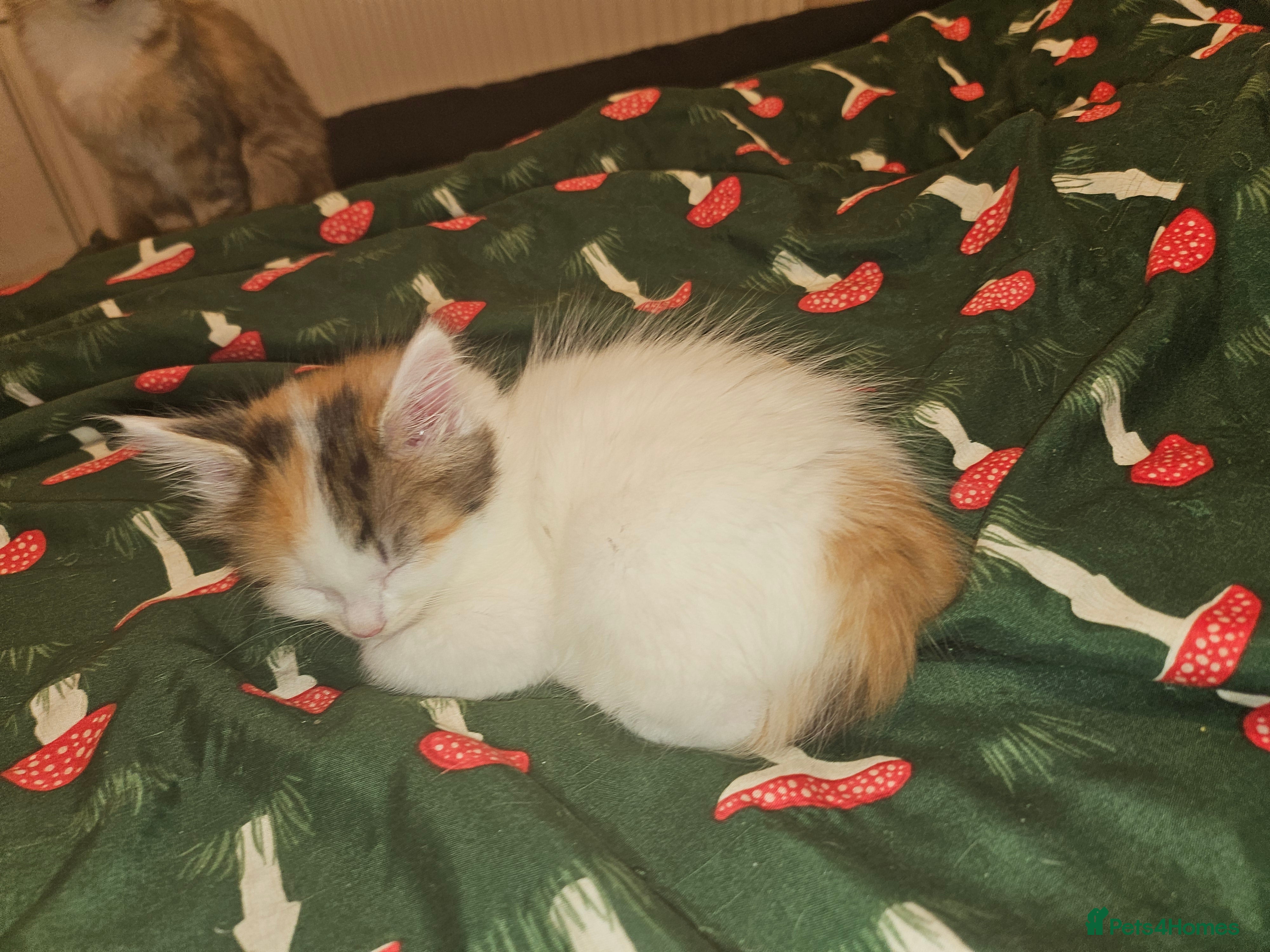 Maine Coon cats Beautiful fluffy kittens  - Advert 13