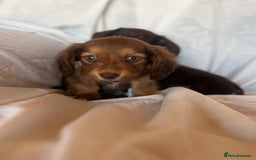 Miniature Dachshund dogs for sale: Miniature dachshund **updated  - Image 20