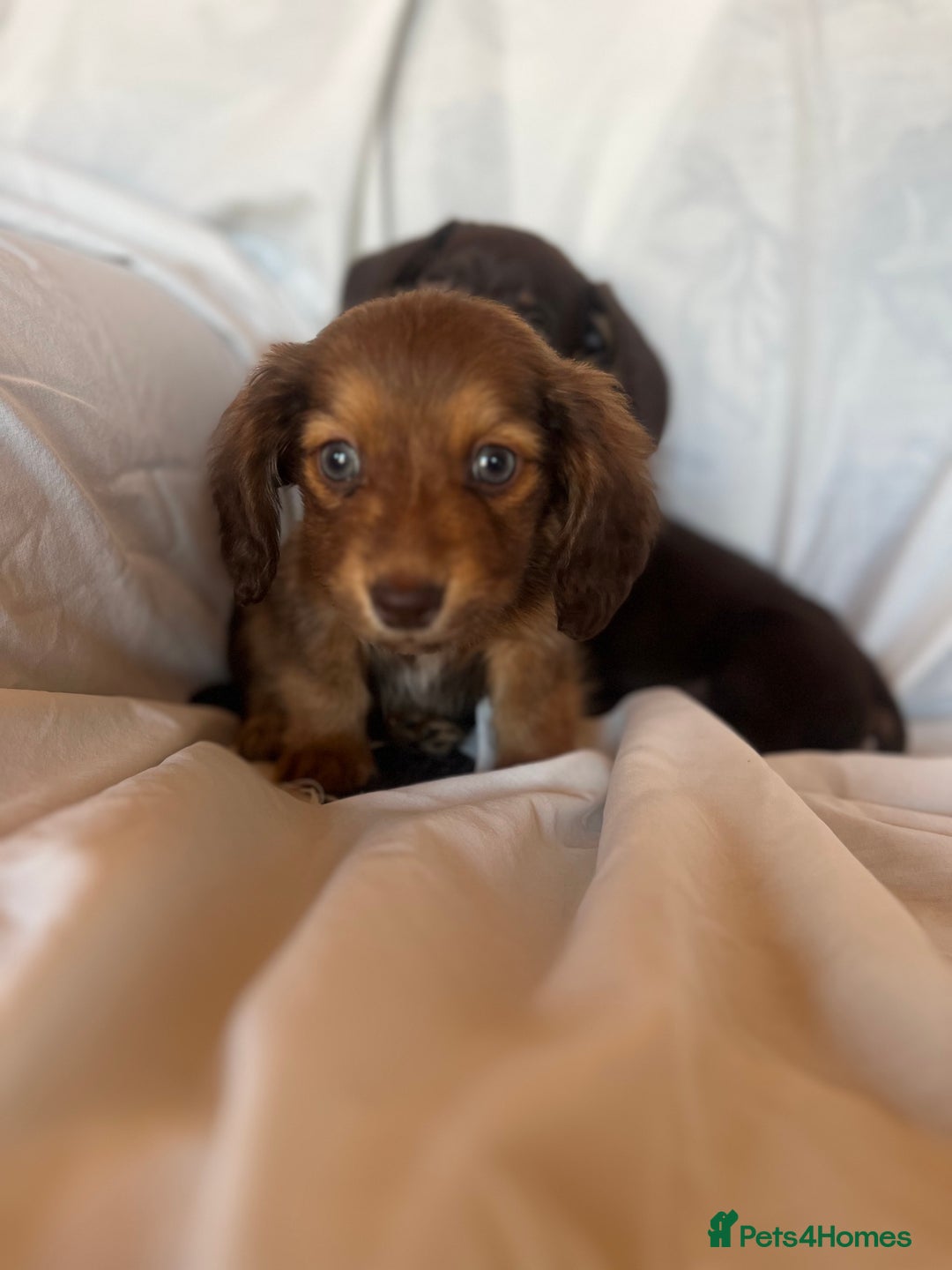 Miniature Dachshund dogs for sale: Miniature dachshund **updated  - Image 20