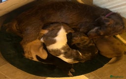 Miniature Dachshund dogs for sale: Miniature dachshunds  - Image 3