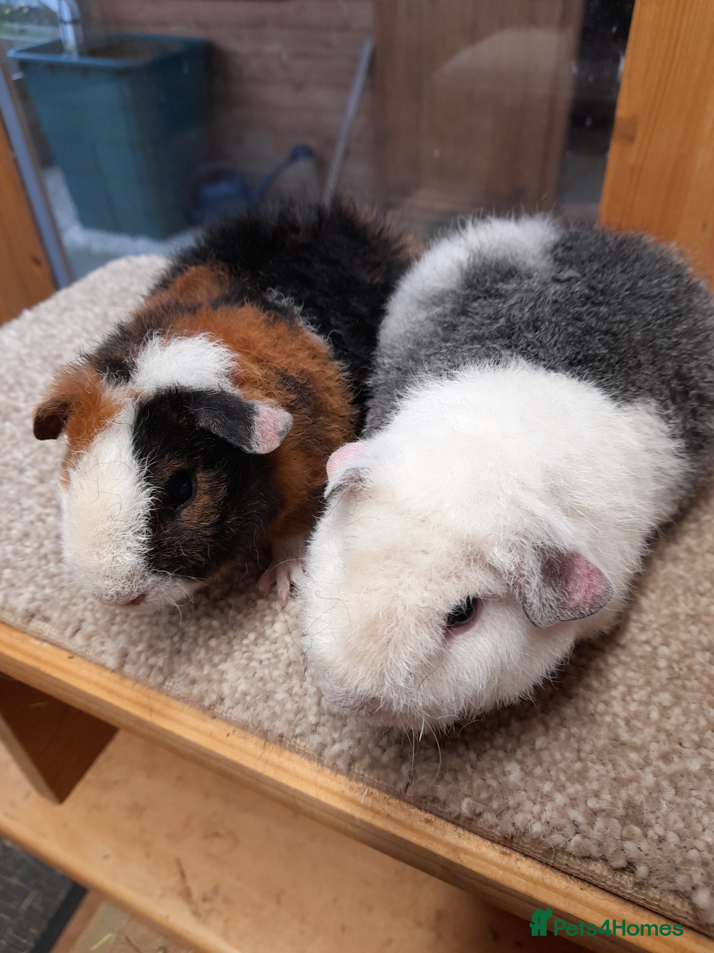 Guinea Pig rodents Guinea pig teddy boars available £35 each - Advert 8