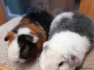 Guinea Pig rodents Guinea pig teddy boars available £35 each - Advert 1