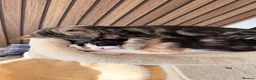 Mixed Breed cats for sale: Brother and sister kitten  in Chelmsford - Advert 3