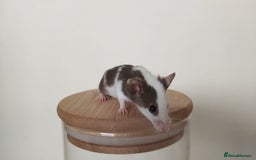 Mouse rodents for sale: 🐭 Female Mice Available for Adoption 🐭 - Image 10