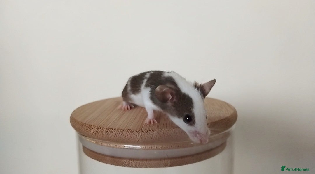 Mouse rodents for sale: 🐭 Female Mice Available for Adoption 🐭 - Image 10