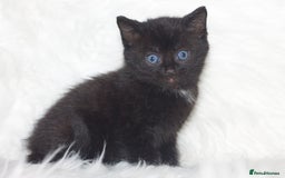 Mixed Breed cats for sale: 5 Happy Playful Kittens  - Advert 12