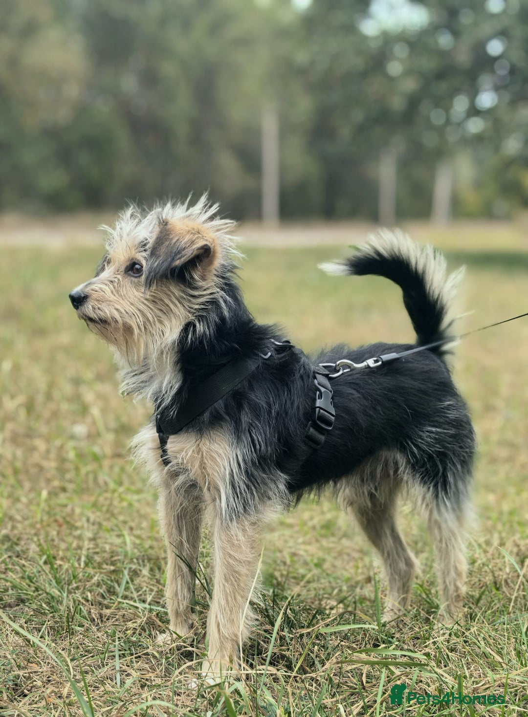 Norfolk Terrier dogs for adoption: TOSHI – Male Norfolk Terrier - Advert 1