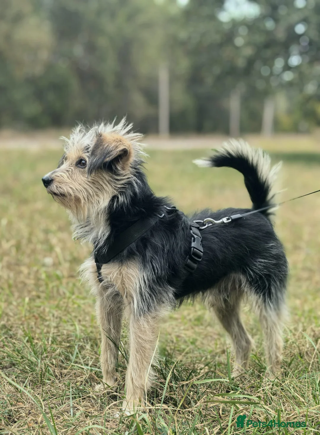 Norfolk Terrier dogs for adoption: TOSHI – Male Norfolk Terrier - Advert 1
